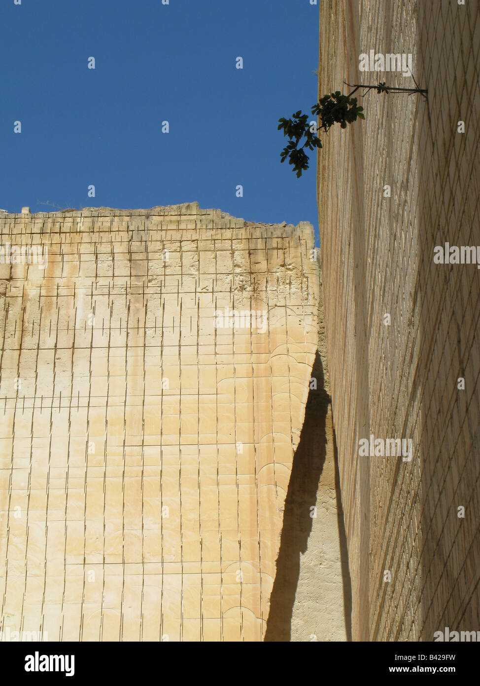 I fig tree clinging to the face of the stone quarries of S'Hostal, Lithica, at Ciutedella, Menorca, Spain Stock Photo