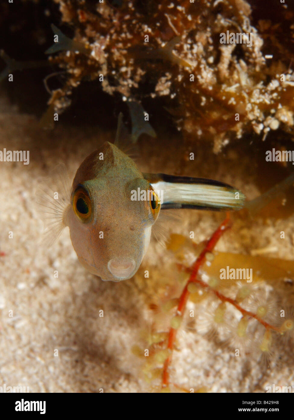 A frontal face portrait of Juvenile Sharpnose Puffer with red soft corals and sea weed in the background. Stock Photo