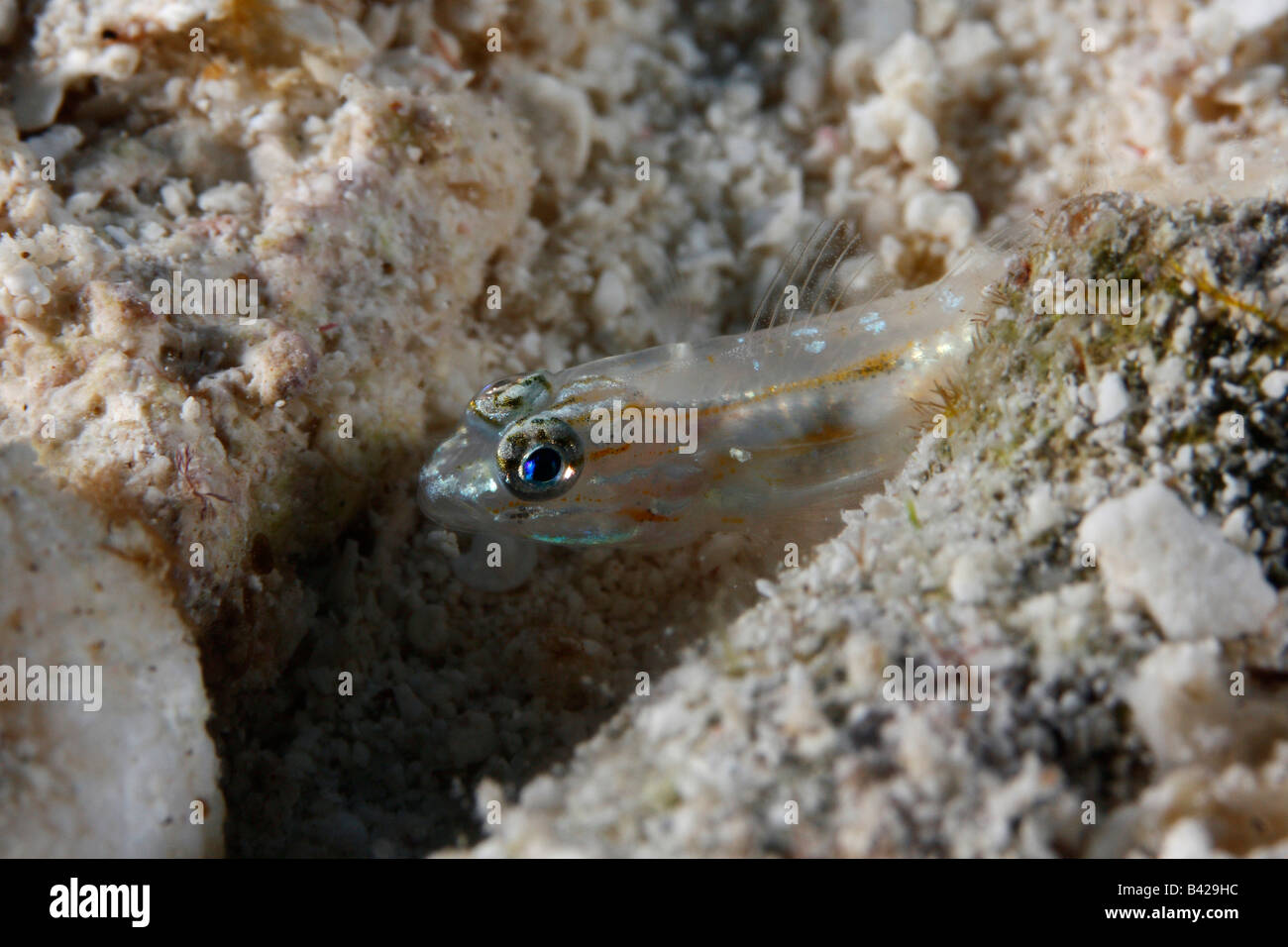 A Tiny Bridled Goby fish on the sandy bottom peeking out of his burrow. Stock Photo