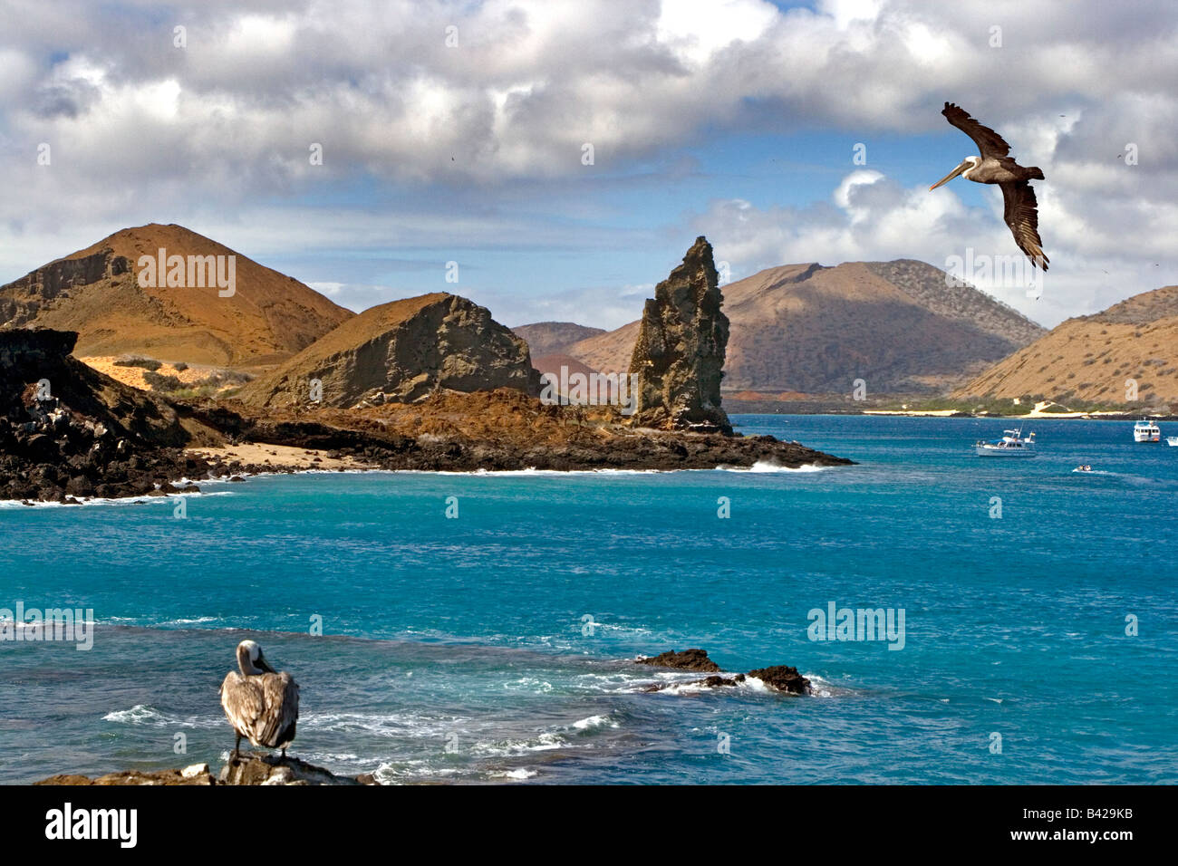 Brown pelican (Pelecanus occidentalis) with Pinnacle Rock, Bartolomé Island, Galápagos archipelago, in the background. Stock Photo