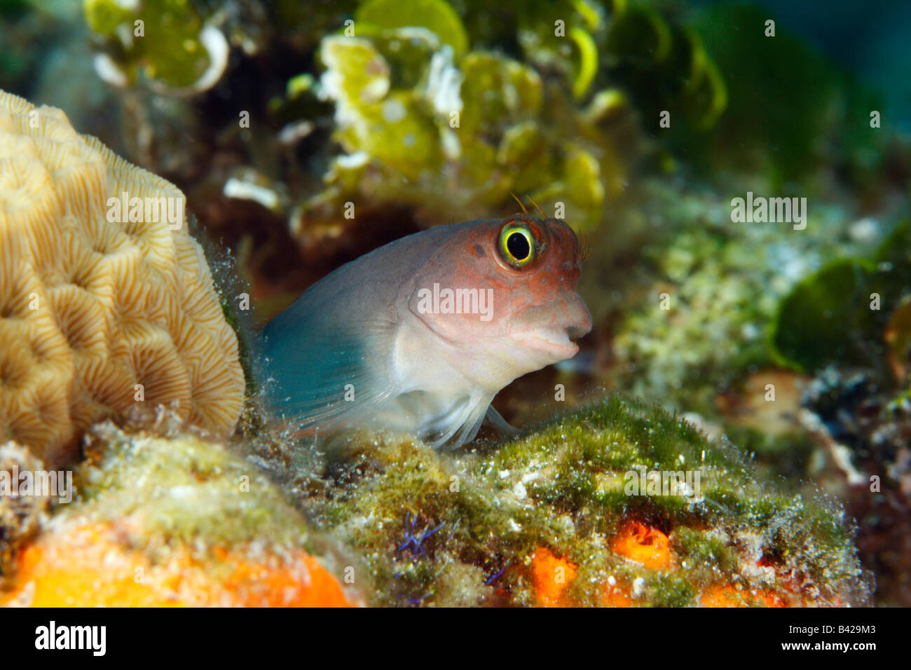 A close-up macro head portrait of Redlip blenny peeking out of colorful coral burrow encrusted with sea weed, sponges and algae Stock Photo