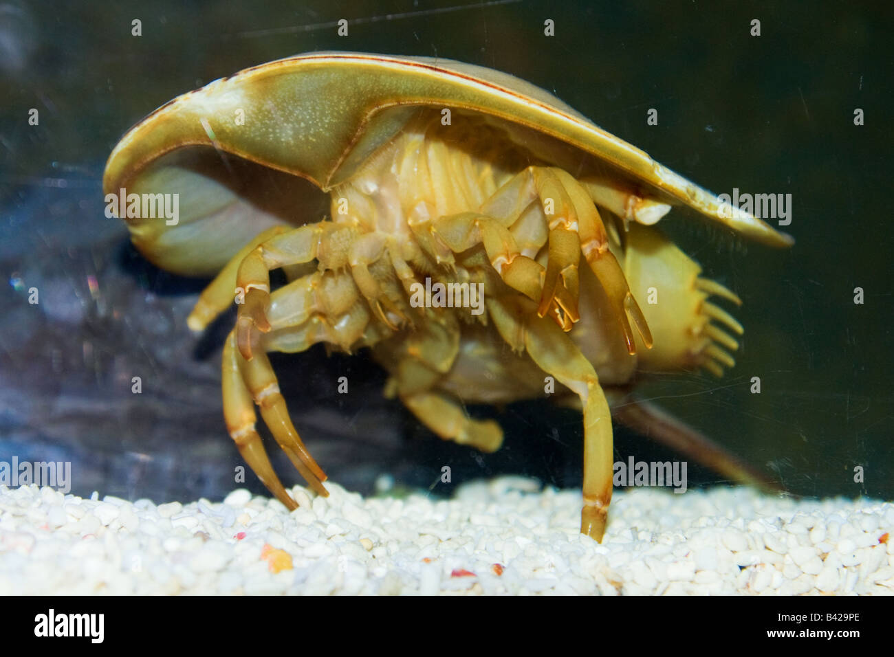 A Colour Photograph And Underneath Of A Living Horseshoe Crab View From Below Underneath Close Up Macro Stock Photo Alamy