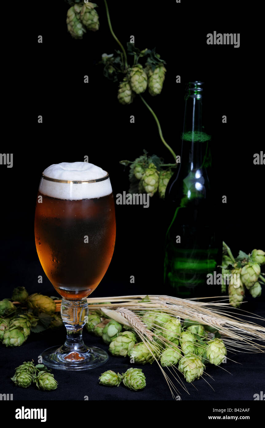 A glass of beer with fresh green hops and barley on black background. Stock Photo