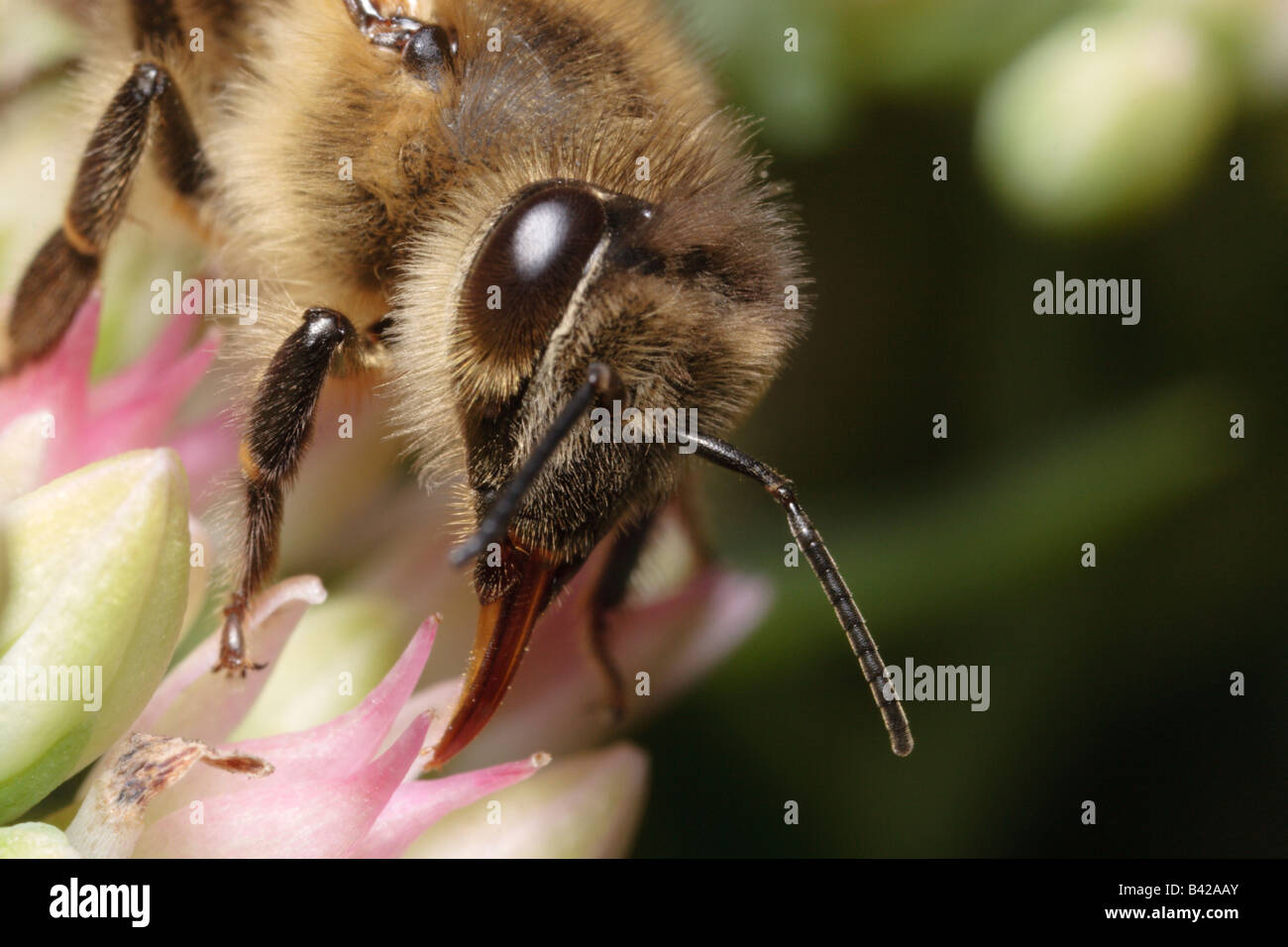 Honey bee (Apis mellifera) feeding on a sedum flower. Stock Photo