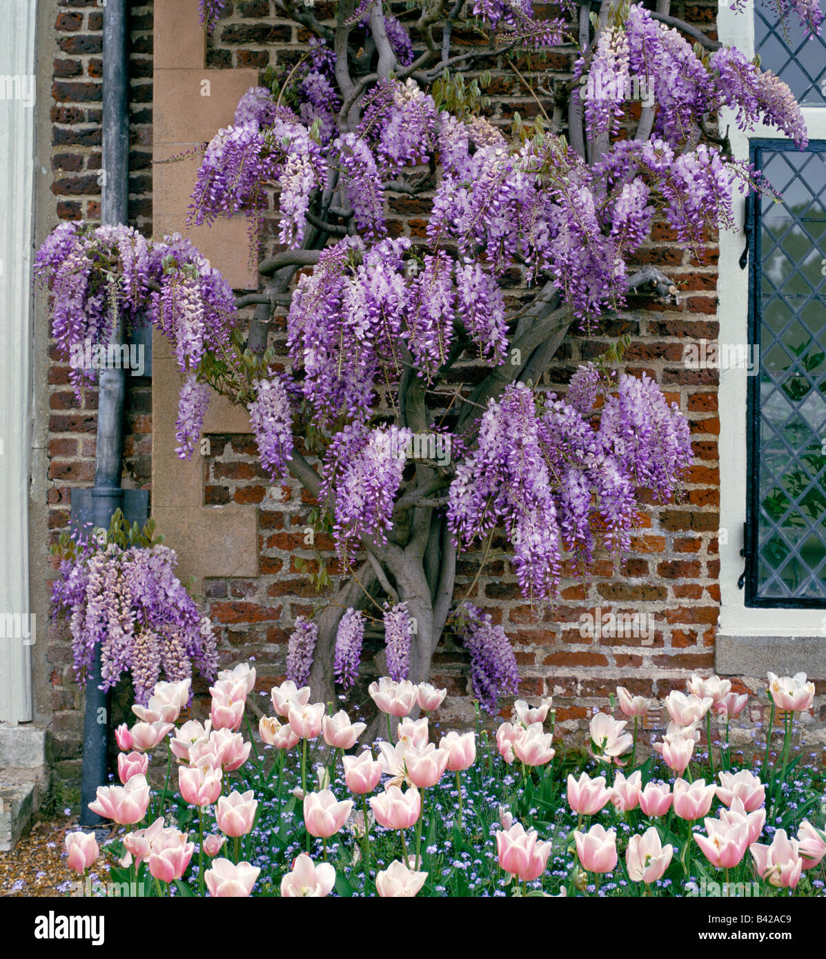 Climbing Japanese Wisteria and Tulipa Myosotis Stock Photo