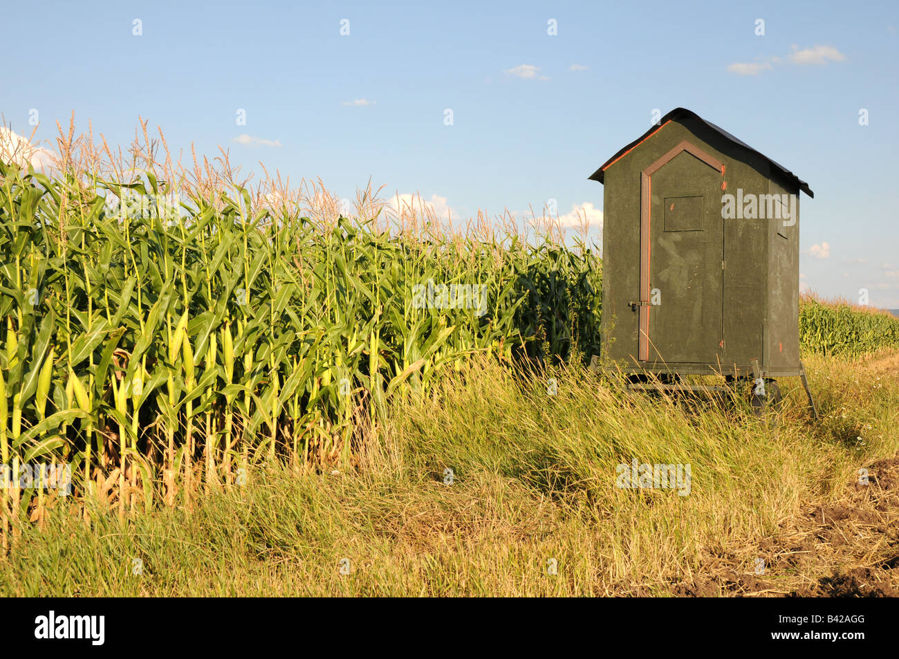 Small movable shed on a balk between a maize field and ploughed land. Stock Photo