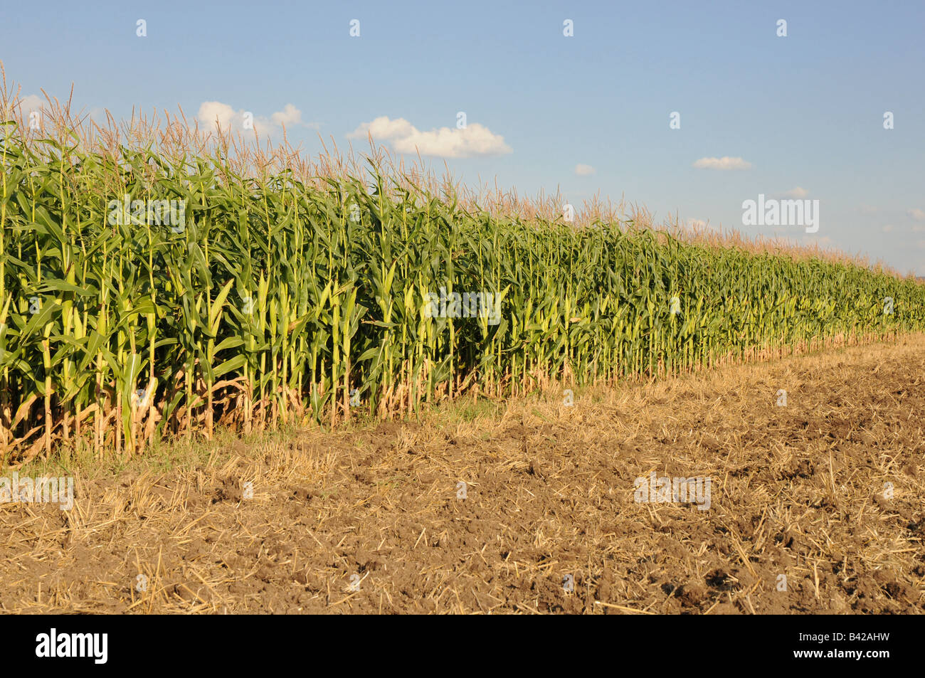 Rows of maize plants on a field with blue sky above. Stock Photo