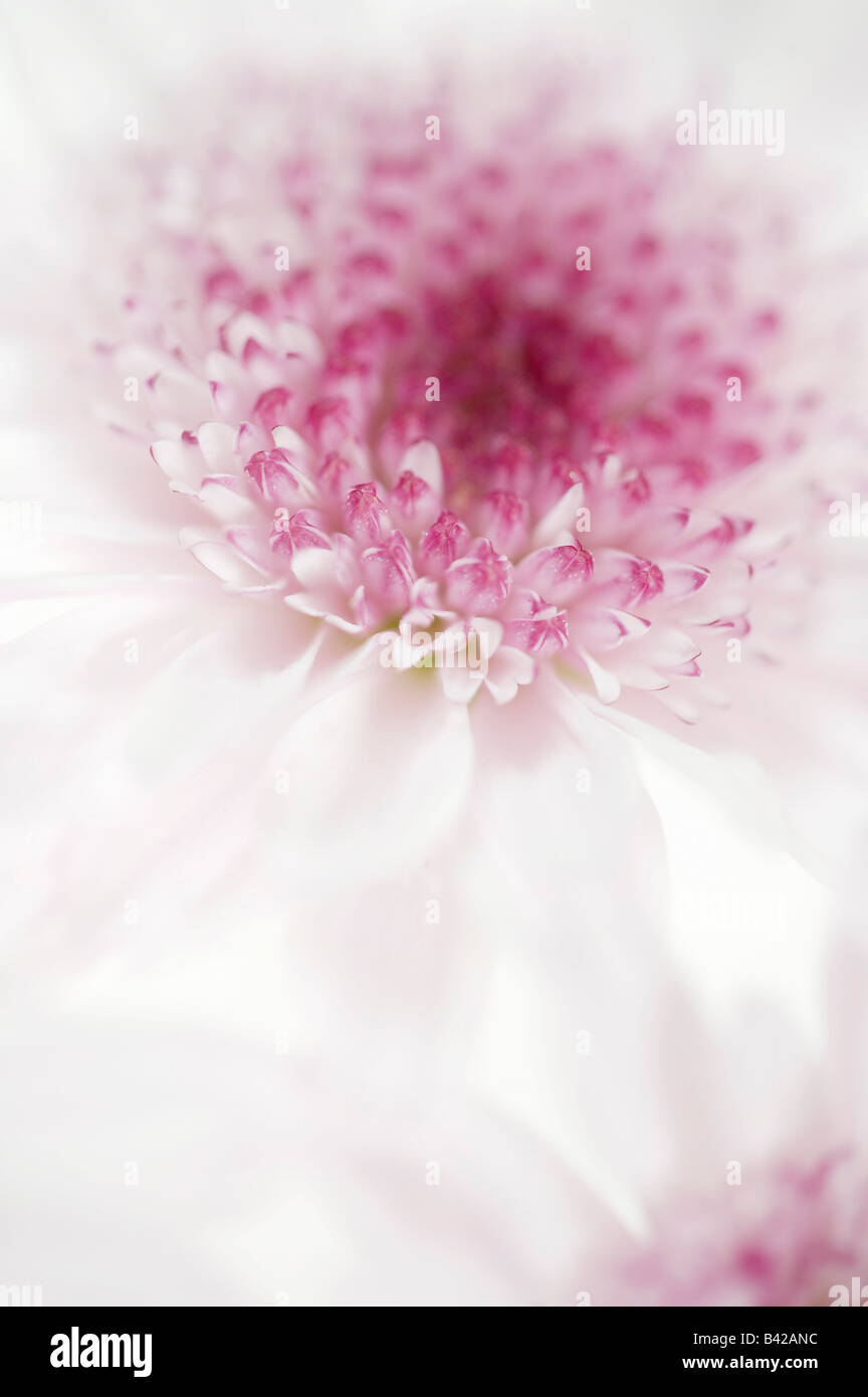 Pastel Pink Chrysanthemum High Resolution Stock Photography and Images ...