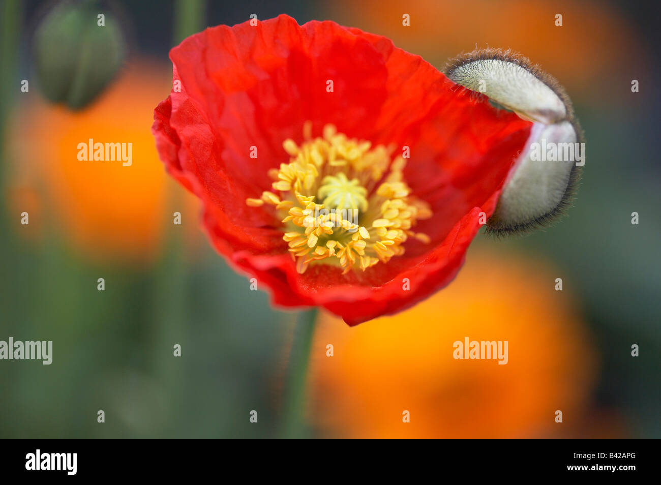 Papaver Nudicaule Garden Gnome Iceland Poppy Stock Photo - Alamy