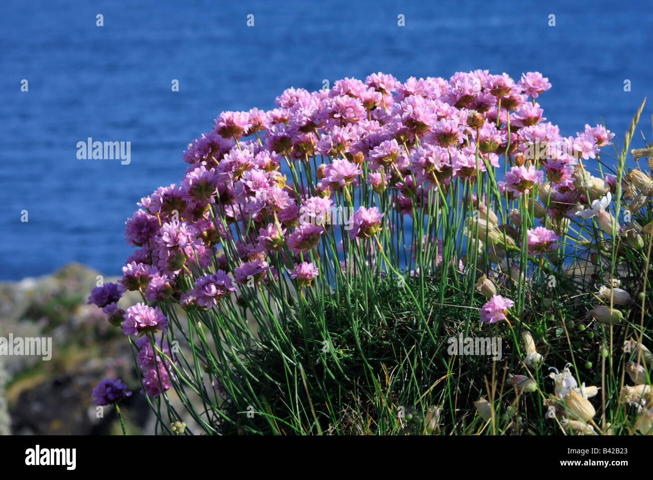 Wild flower Sea Pink or Thrift growing on cliffs in Scotland. Botanical name Armeria maritima Stock Photo