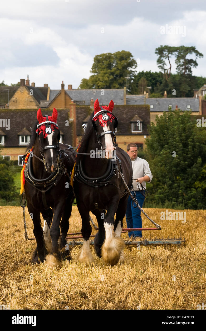 Pair of heavy horses pulling harrow at Holcott Vintage Steam Engine Rally, Northamptonshire Stock Photo