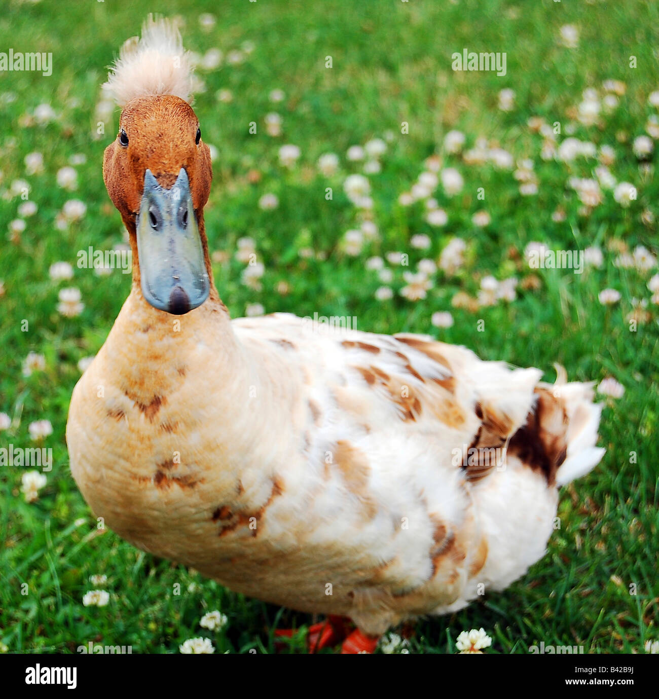 Funny looking duck with Don King hair style in a grass field with dandelions. Stock Photo