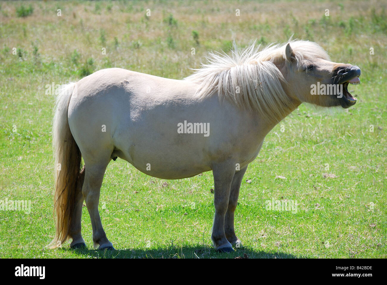 Shetland pony in field near St.Davids, Pembrokeshire Coast National Park, Pembrokeshire, Wales, United Kingdom Stock Photo