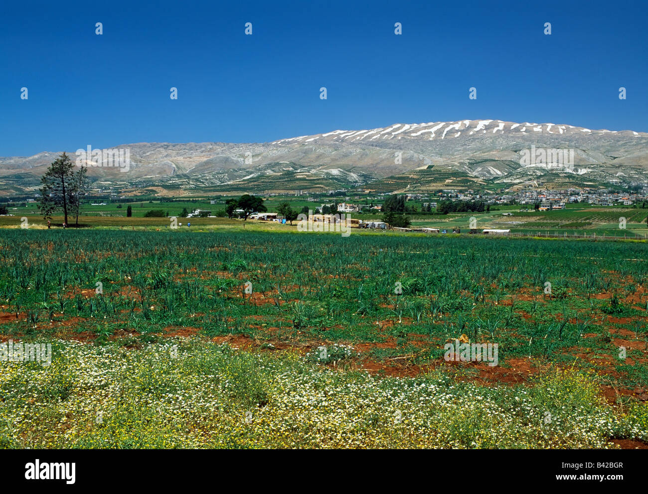 Middle East, Lebanon, Bekaa Valley, the fertile Bekaa Valley is a major wine producing region