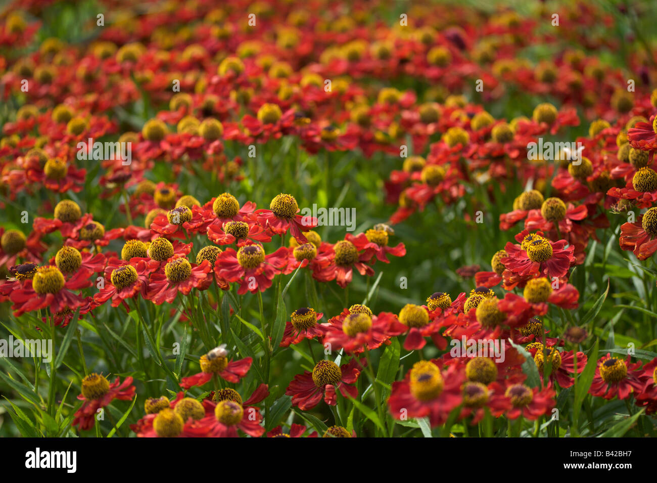 Field of red Helenium Stock Photo