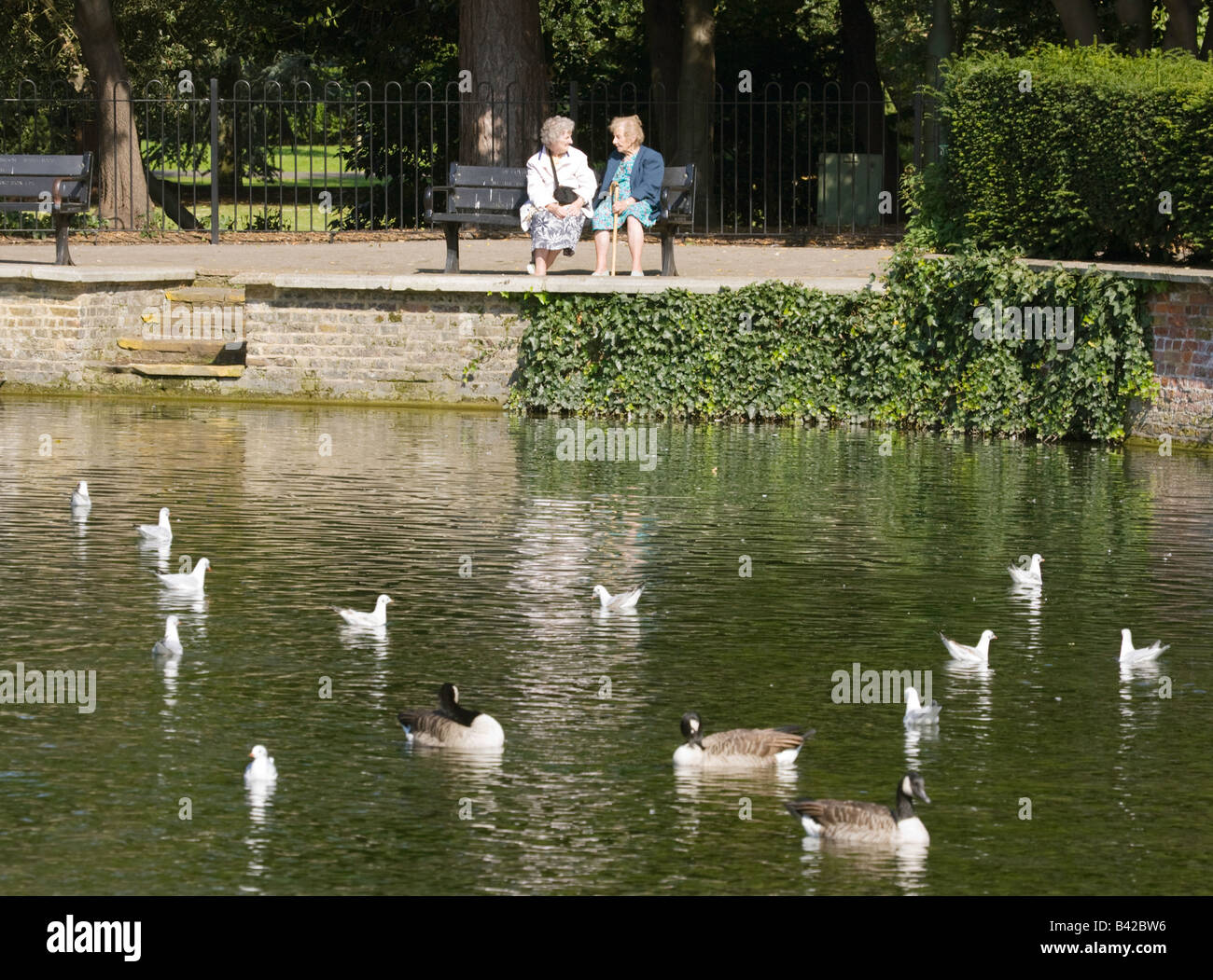 Two elderly ladies talk on a park bench in London, with geese and gulls on a pond, Sutton Ponds, Sutton, Surrey, England Stock Photo