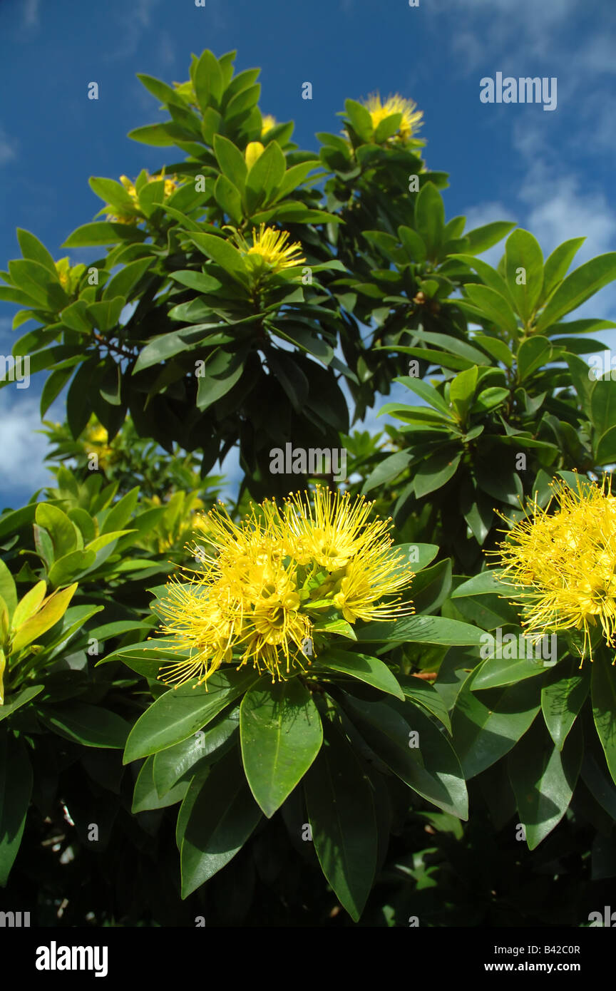 Yellow flowers of Golden Penda Xanthostemon chrysanthus a rainforest tree endemic to north Queensland Australia Stock Photo