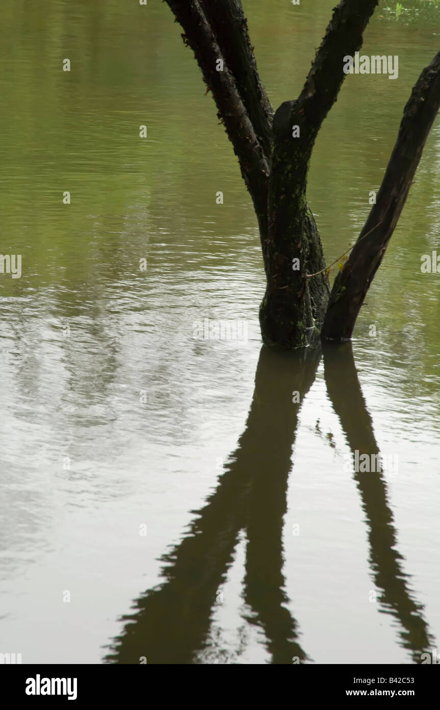 Tree trunk and shadows in floodwaters Stock Photo