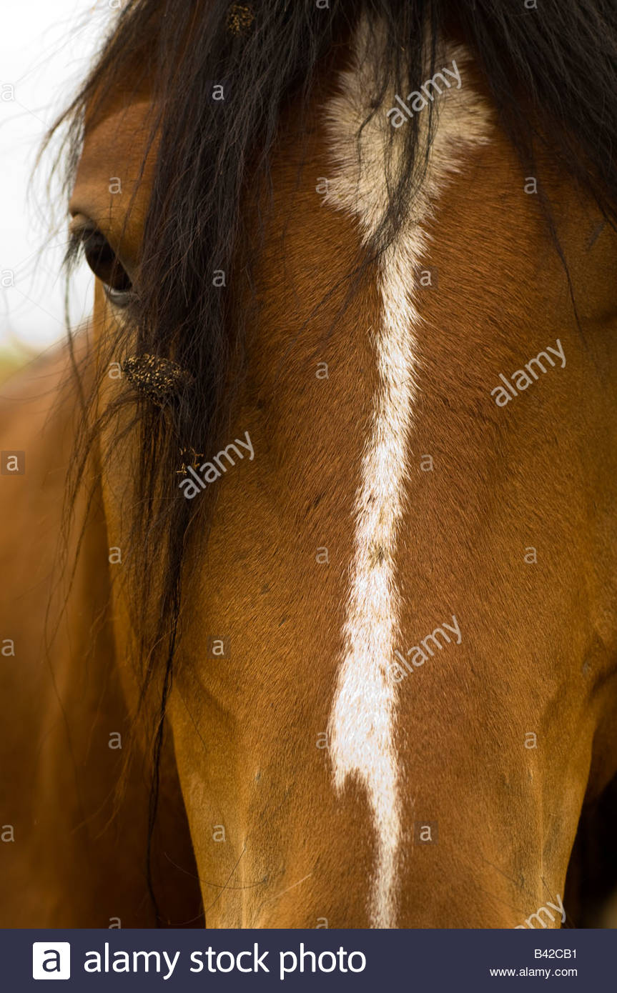 Burrs Animal Stock Photos & Burrs Animal Stock Images Alamy