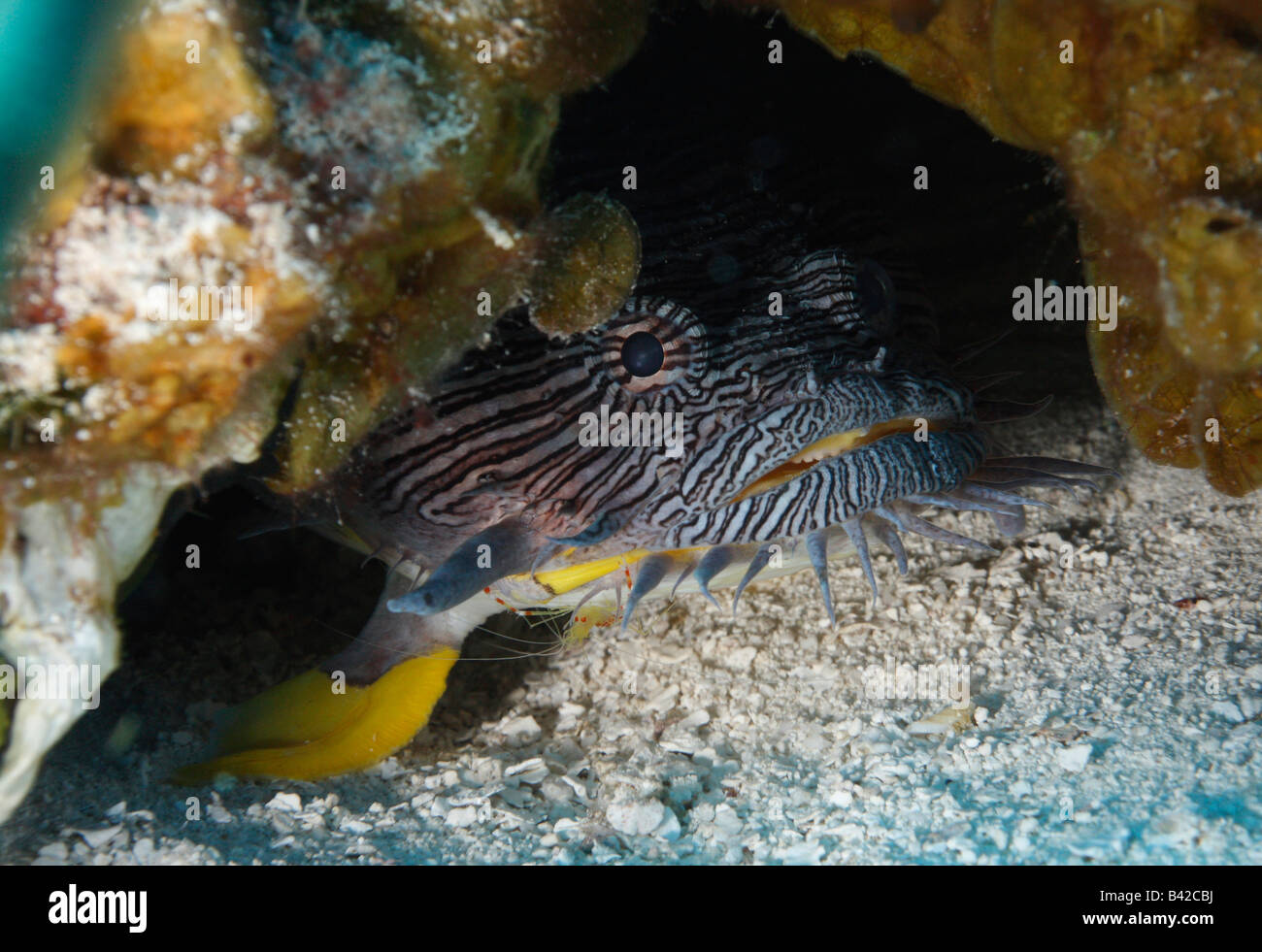 Splendid toadfish in his burrow getting cleaned by a Scarlet-Striped Cleaning Shrimp Stock Photo