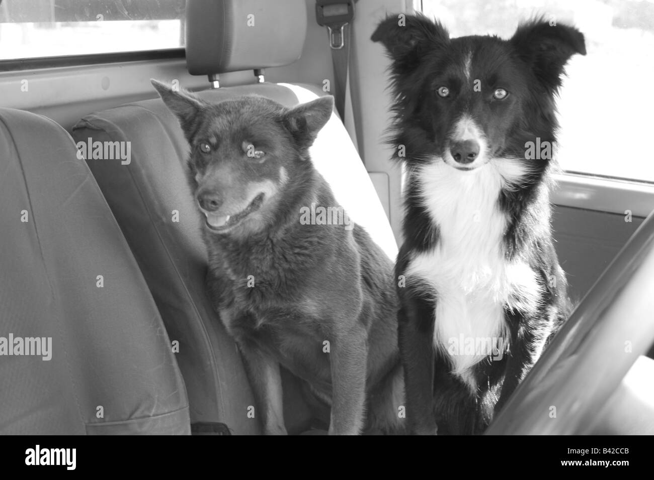 two dogs sitting inside a ute in outback australia Stock Photo