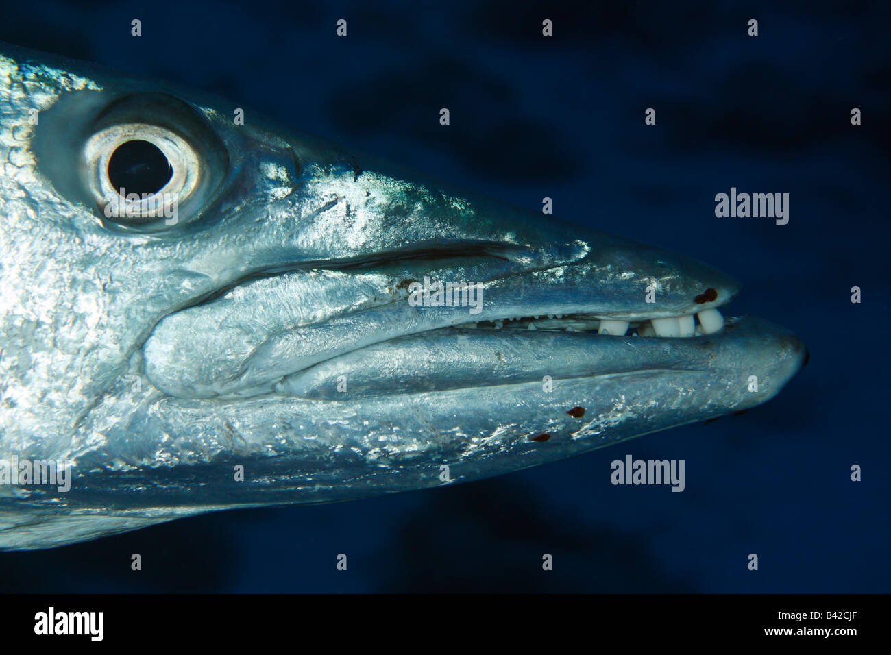 A close-up head shot of a great barracuda free-swimming in the open water. Stock Photo