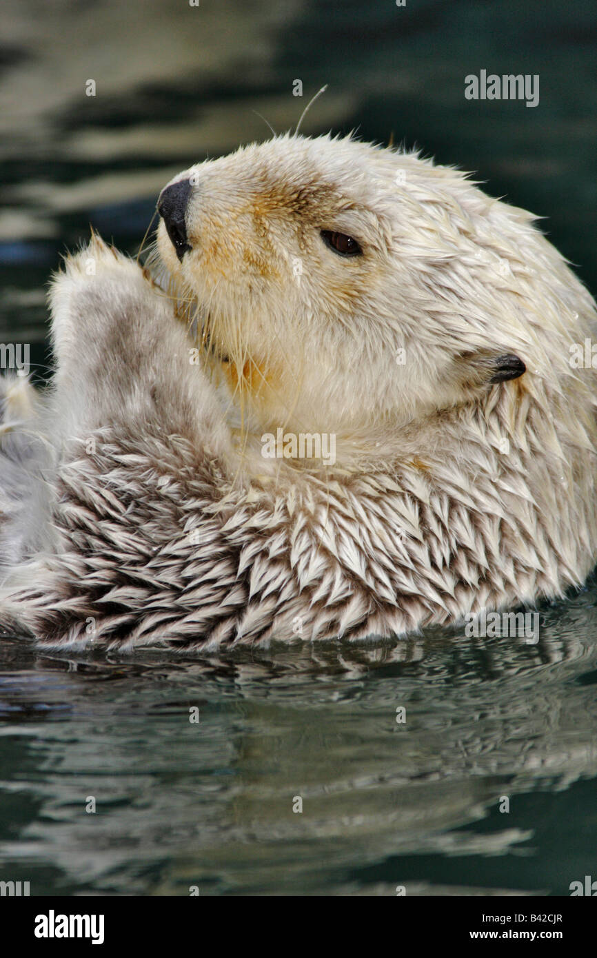 Sea otter grooming fur Note Captive subject Stock Photo