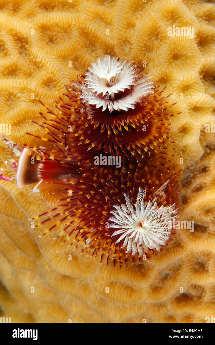 A multi-colored red, yellow and white Christmas Tree Worm with fully extended tentacles on Scaled Lettuce Coral. Stock Photo