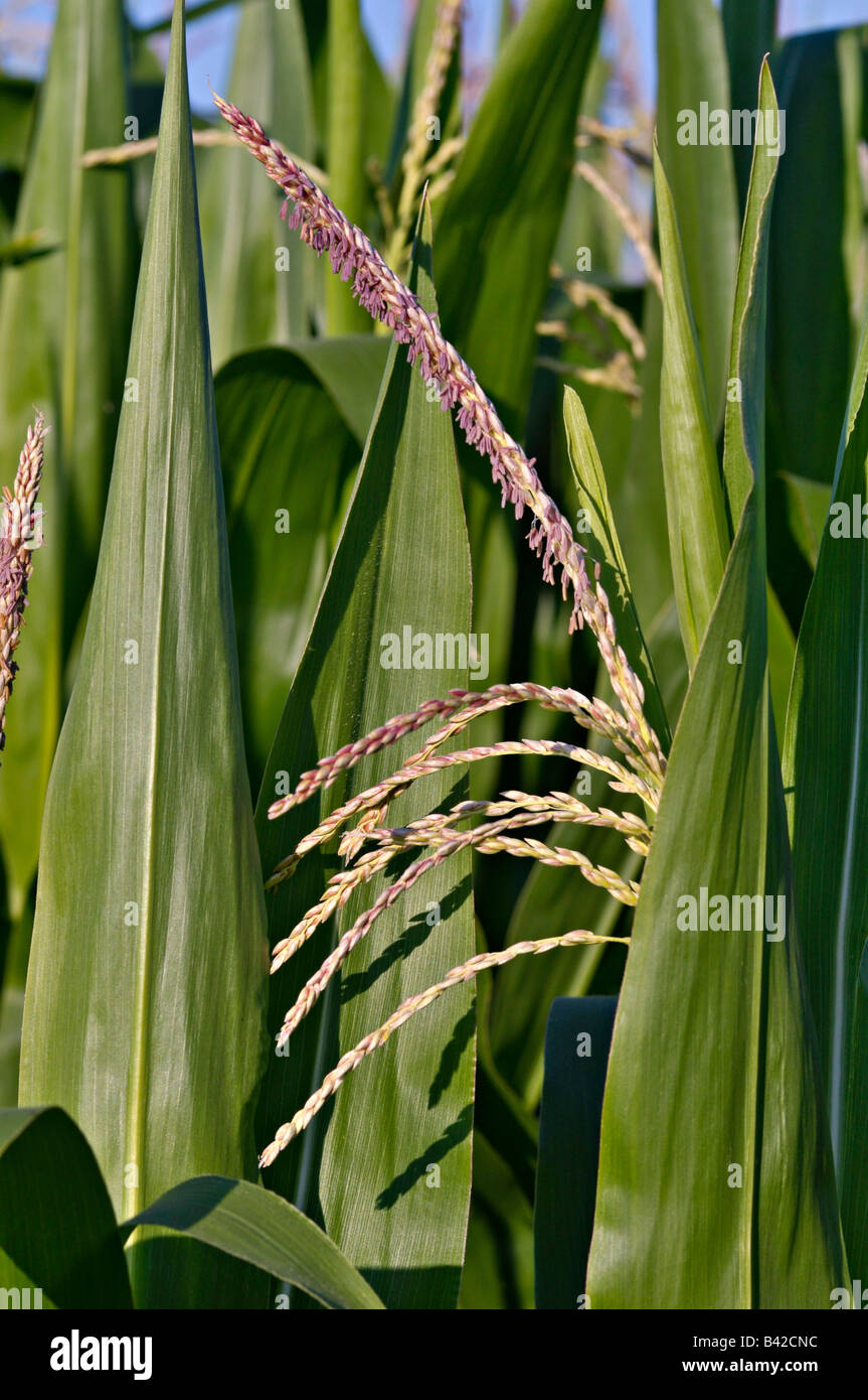 Maize/Corn male flower head ( tassel) , Limagne, France Stock Photo