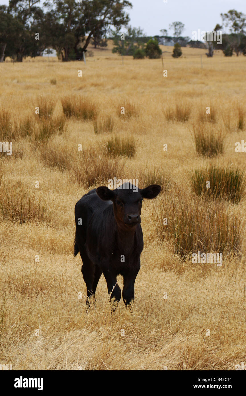 Male calf in paddock Stock Photo - Alamy