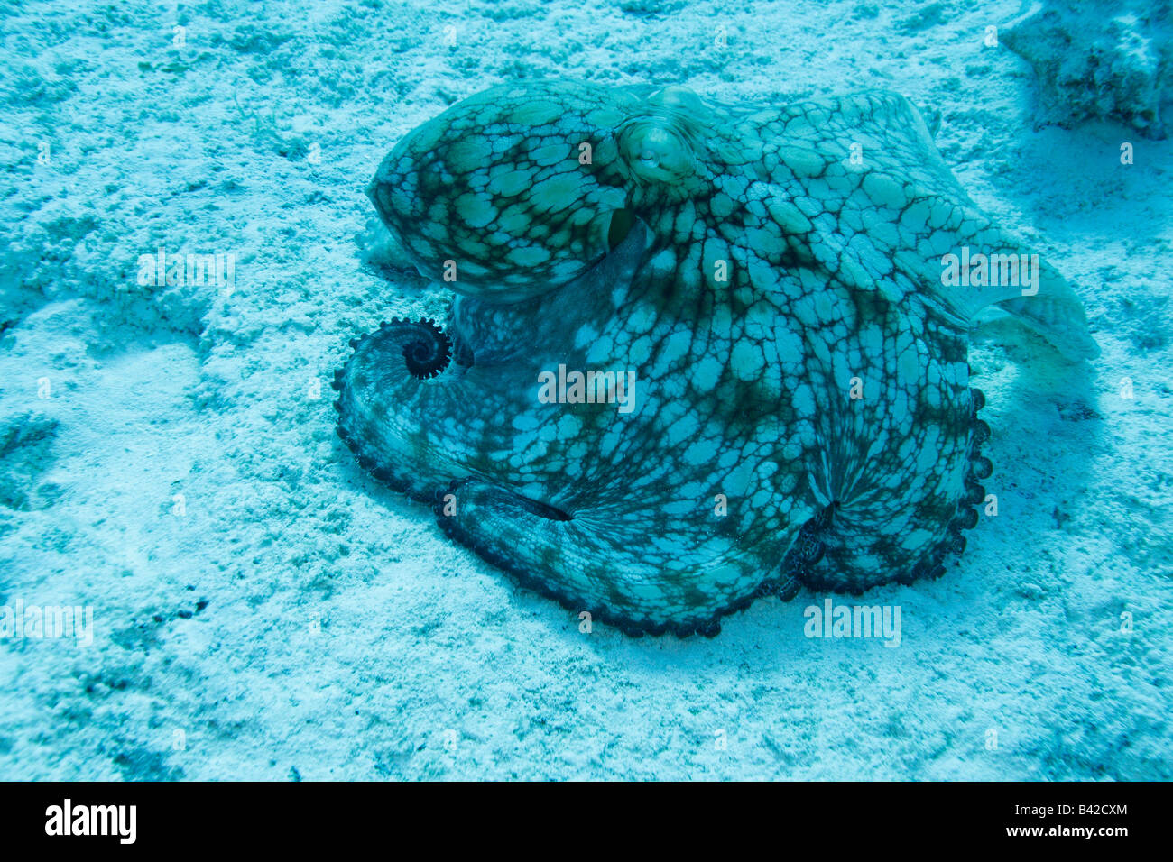 A hunting Caribbean Reef Octopus moving on the sandy bottom from one coral head to another Stock Photo