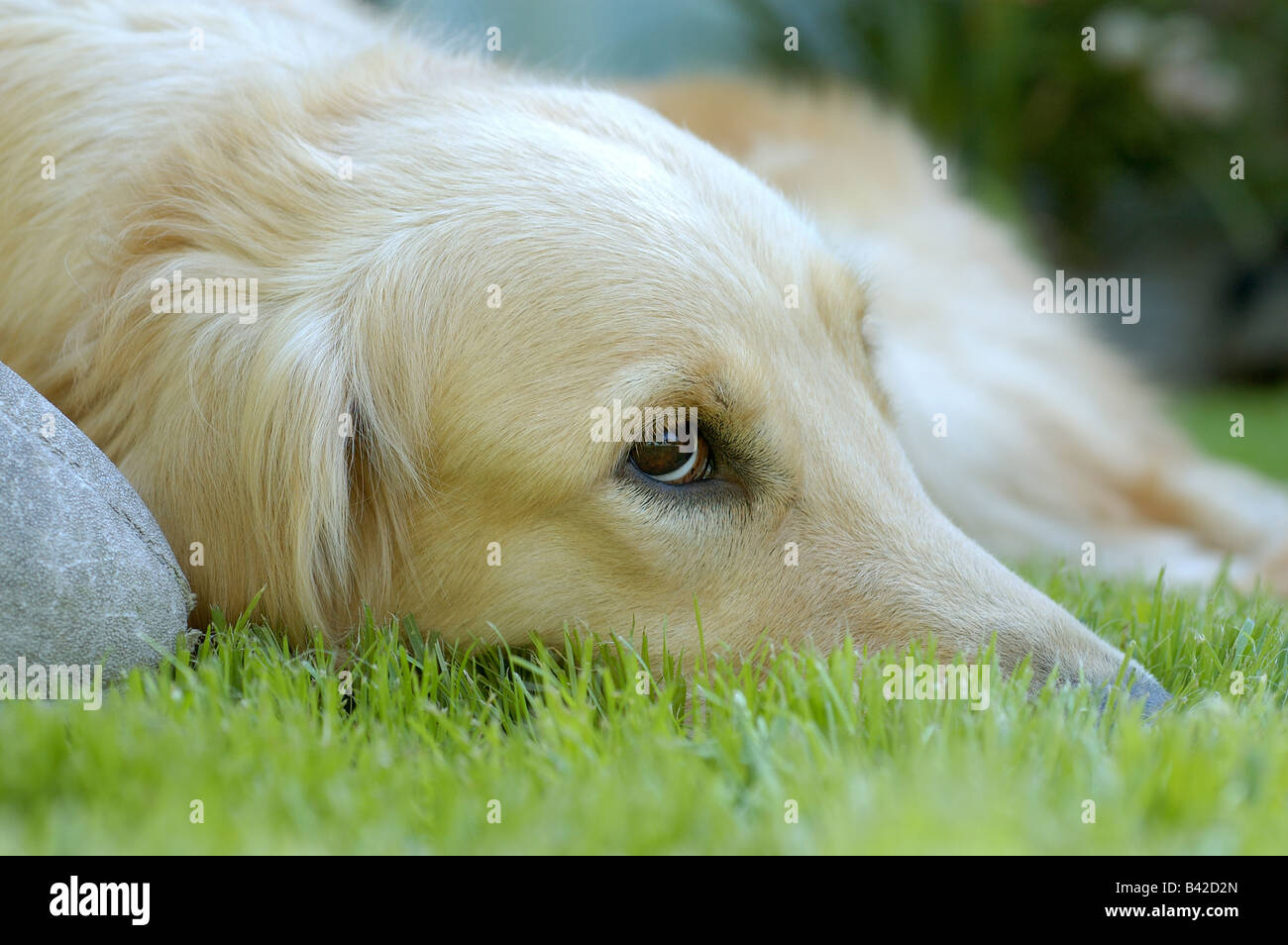 A sad dog liying on the grass Stock Photo