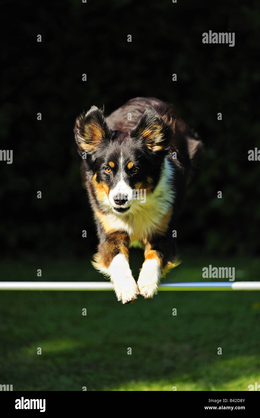 Jumping dog hires stock photography and images Alamy