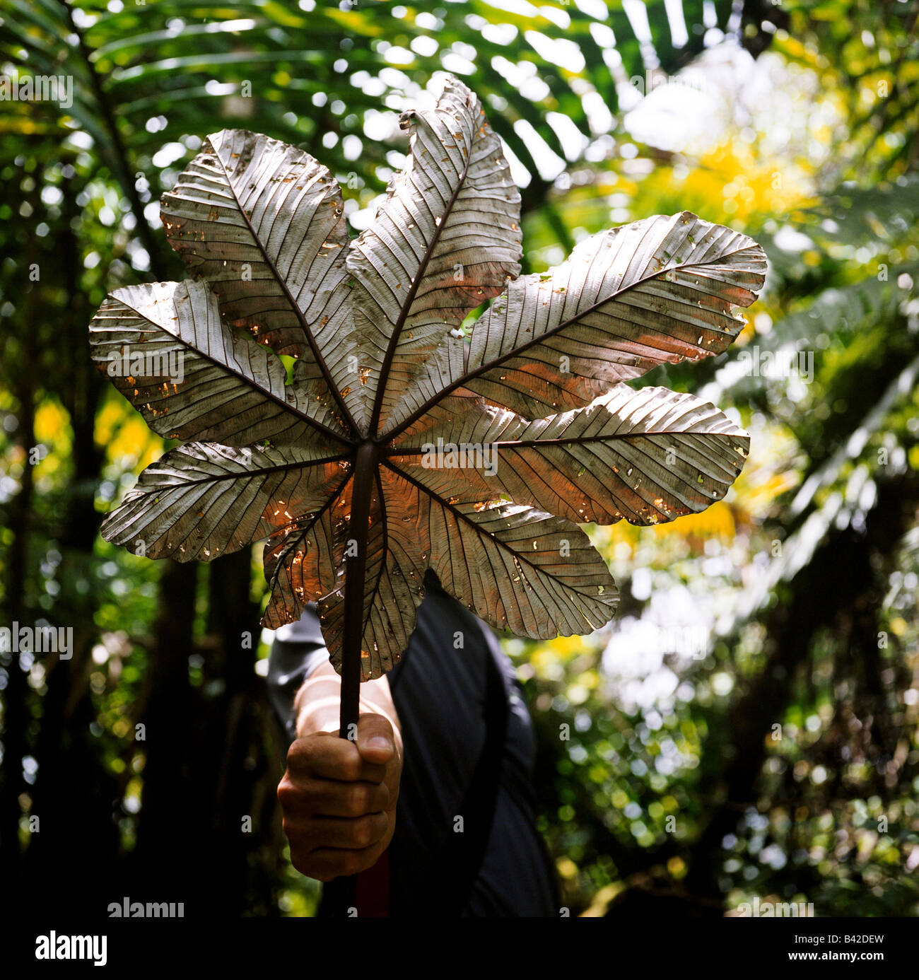 A hiker holding a large leaf inside of El Yunque, a Puerto Rican rain forest that is part of the US National Forest System. Stock Photo