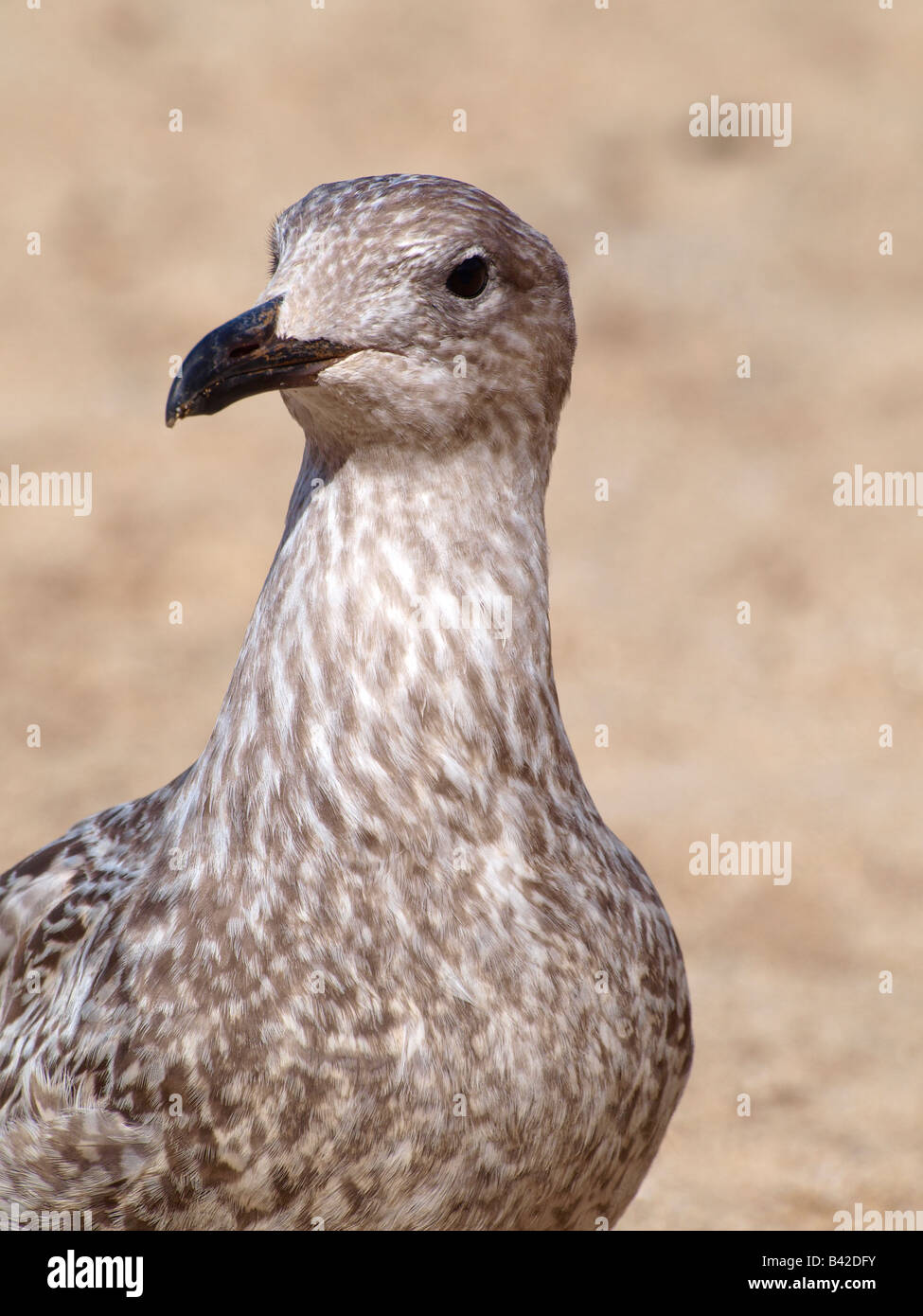 Juvenile herring gull hires stock photography and images Alamy