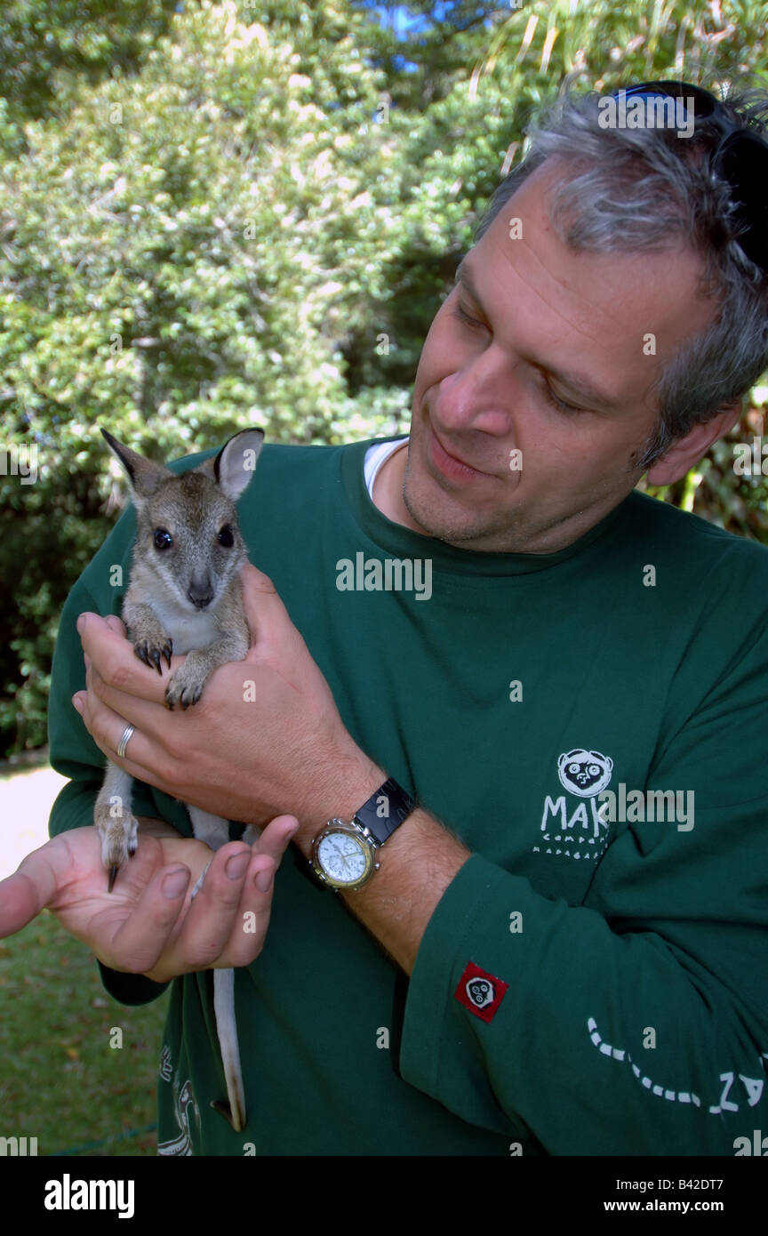Man holding juvenile agile wallaby (Macropus agilis), Atherton Tablelands, north Queensland, Australia Stock Photo