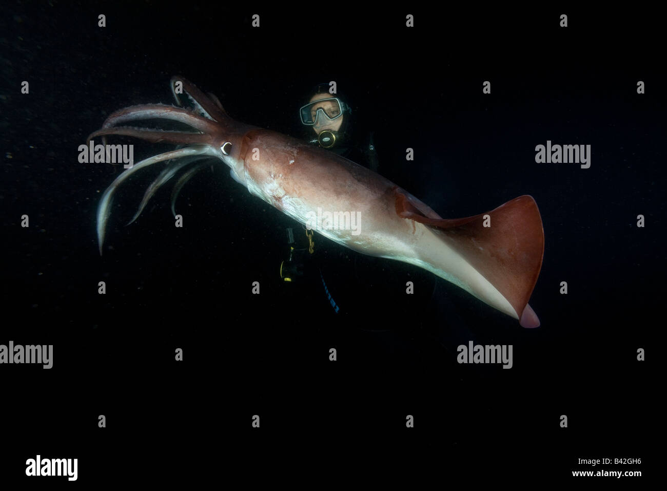 Scuba Diver with Jumbo Squid Humboldt Squid at Night Dosidicus gigas Loreto Sea of Cortez Baja