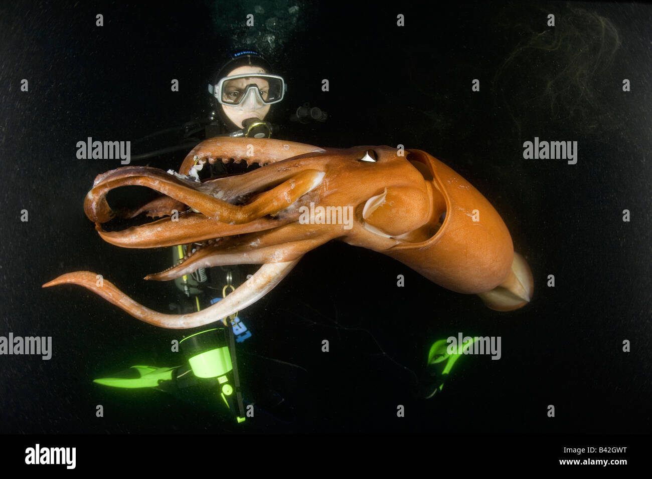 Scuba Diver with Jumbo Squid Humboldt Squid at Night Dosidicus gigas Loreto Sea of Cortez Baja