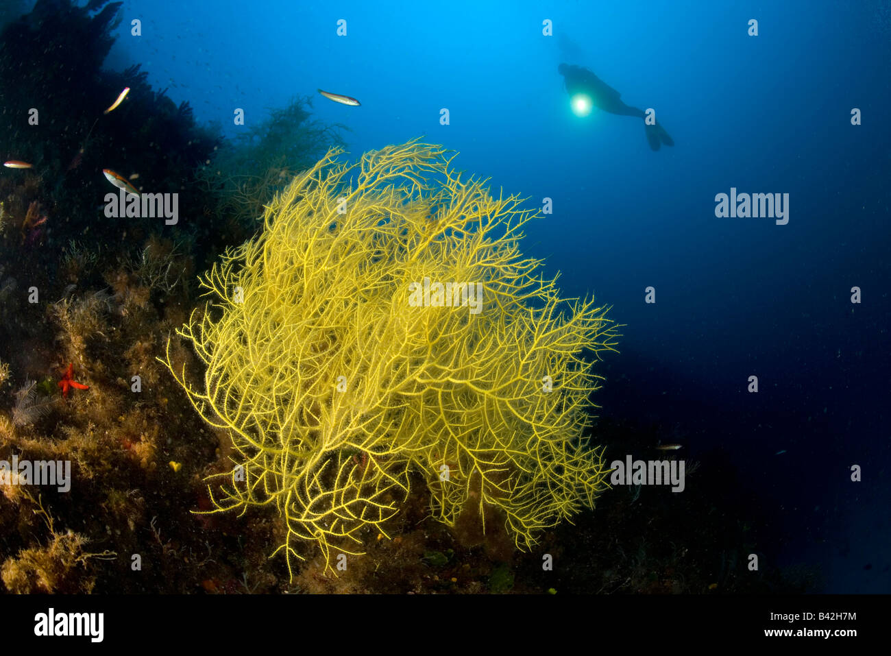 Scuba Diver with yellow Gorgonia Leptogorgia sarmentosa Marettimo Aegadian Islands Sicily Mediterranean Sea Italy Stock Photo