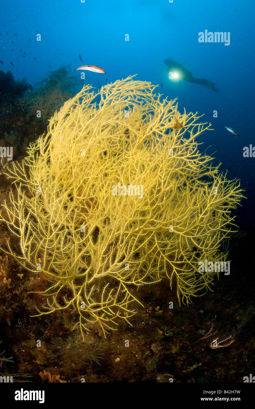 Scuba Diver with yellow Gorgonia Leptogorgia sarmentosa Marettimo Aegadian Islands Sicily Mediterranean Sea Italy Stock Photo