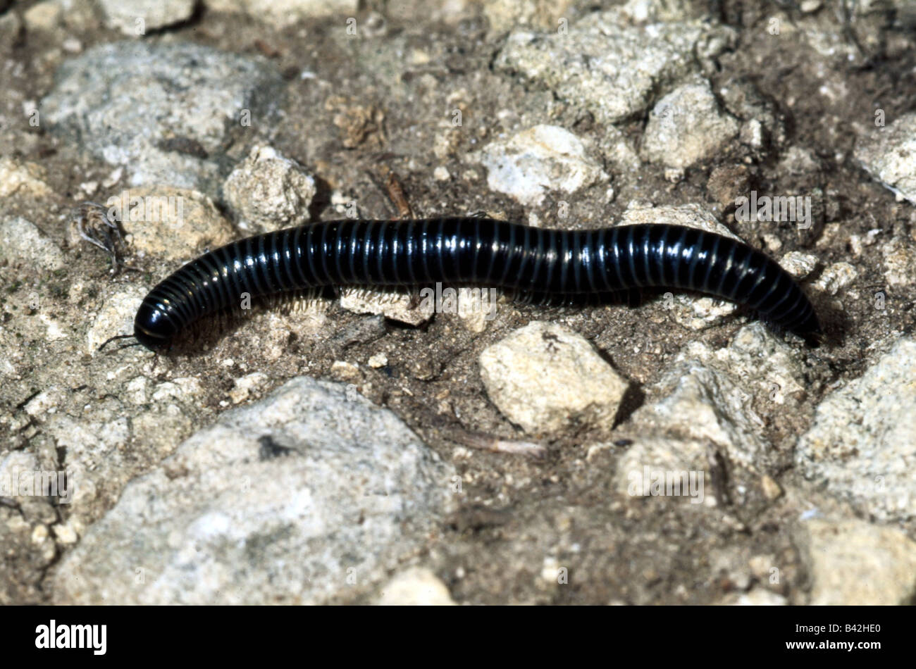 zoology / animals, Myriapoda, Spirolobus species, crawling on stones, distribution: Africa, animal, millipede, centipede, segmen Stock Photo - Alamy zoology / animals, Myriapoda, Spirolobus species, crawling on stones, distribution: Africa, animal, millipede, centipede, segmen Stock Photo - Alamy