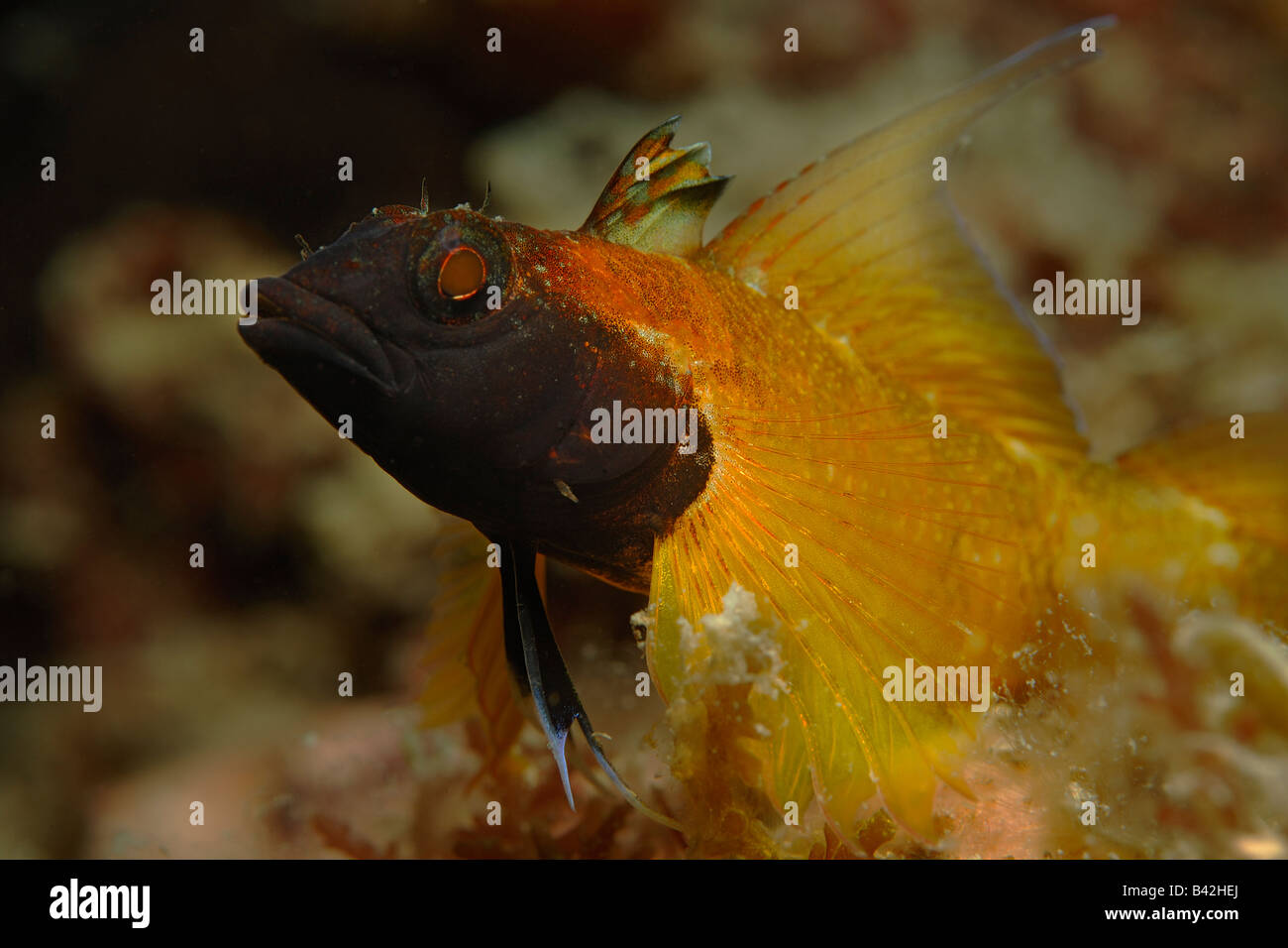 Yellow Triplefin Male Tripterygon Delaisi Piran Adriatic Sea Slovenia Yellow Triplefin Male Tripterygon Delaisi Piran Adriatic Sea Slovenia