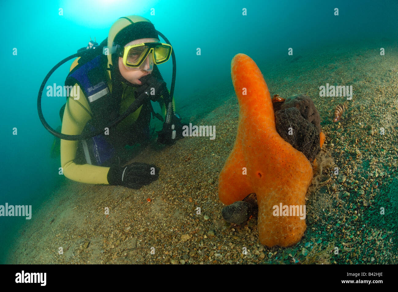 Orange encrusting Sponge and Diver Spirastrella cunctatrix Piran Adriatic Sea Slovenia Stock Photo