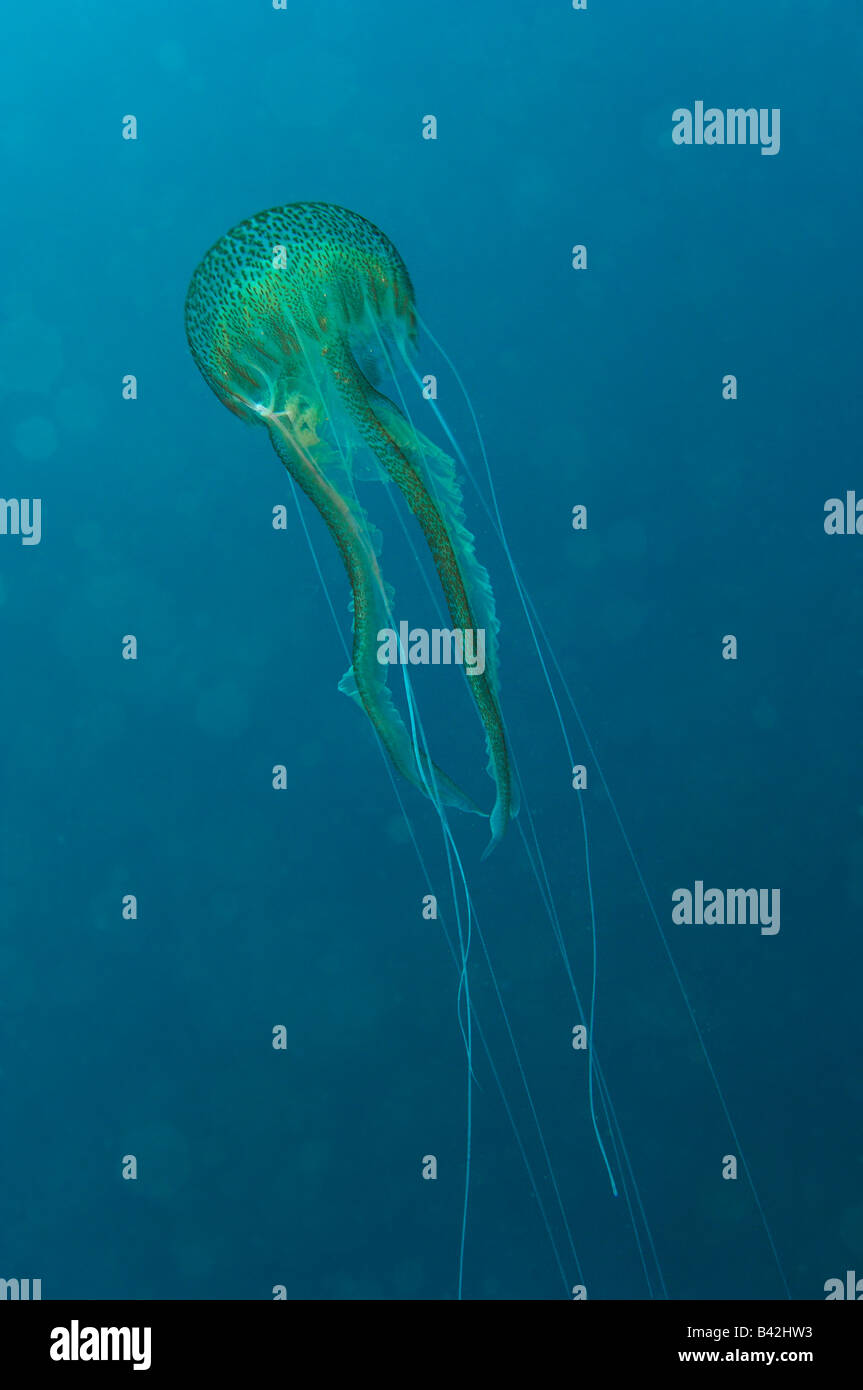 Mauve Stinger Jellyfish Pelagia noctiluca Ile de Porquerolles Hyeres Cote d Azur France Stock Photo