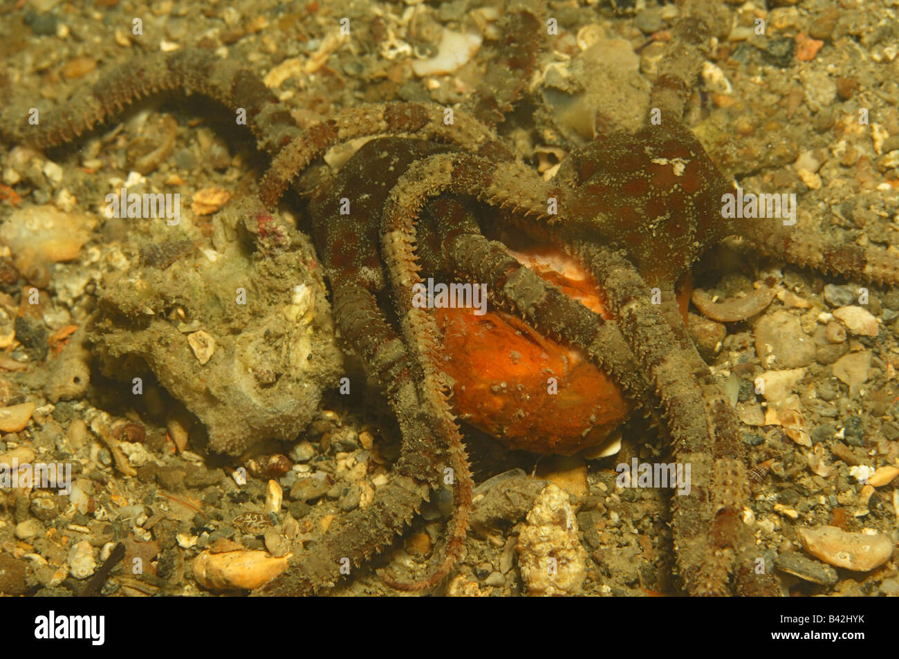 Brittle Stars feeding death Fish Ophiuroidea Piran Adriatic Sea Slovenia Stock Photo