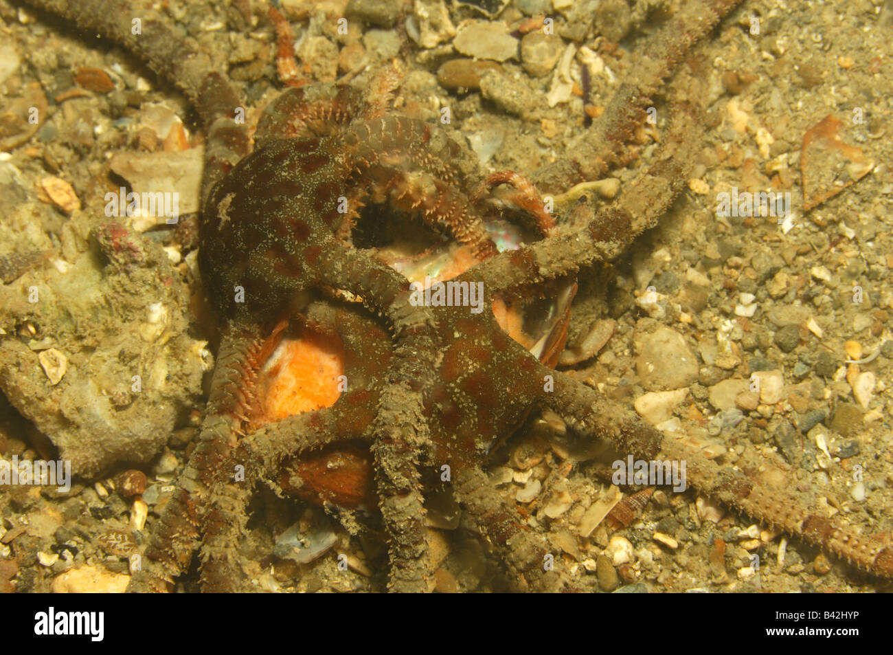 Brittle Stars feeding death Fish Ophiuroidea Piran Adriatic Sea