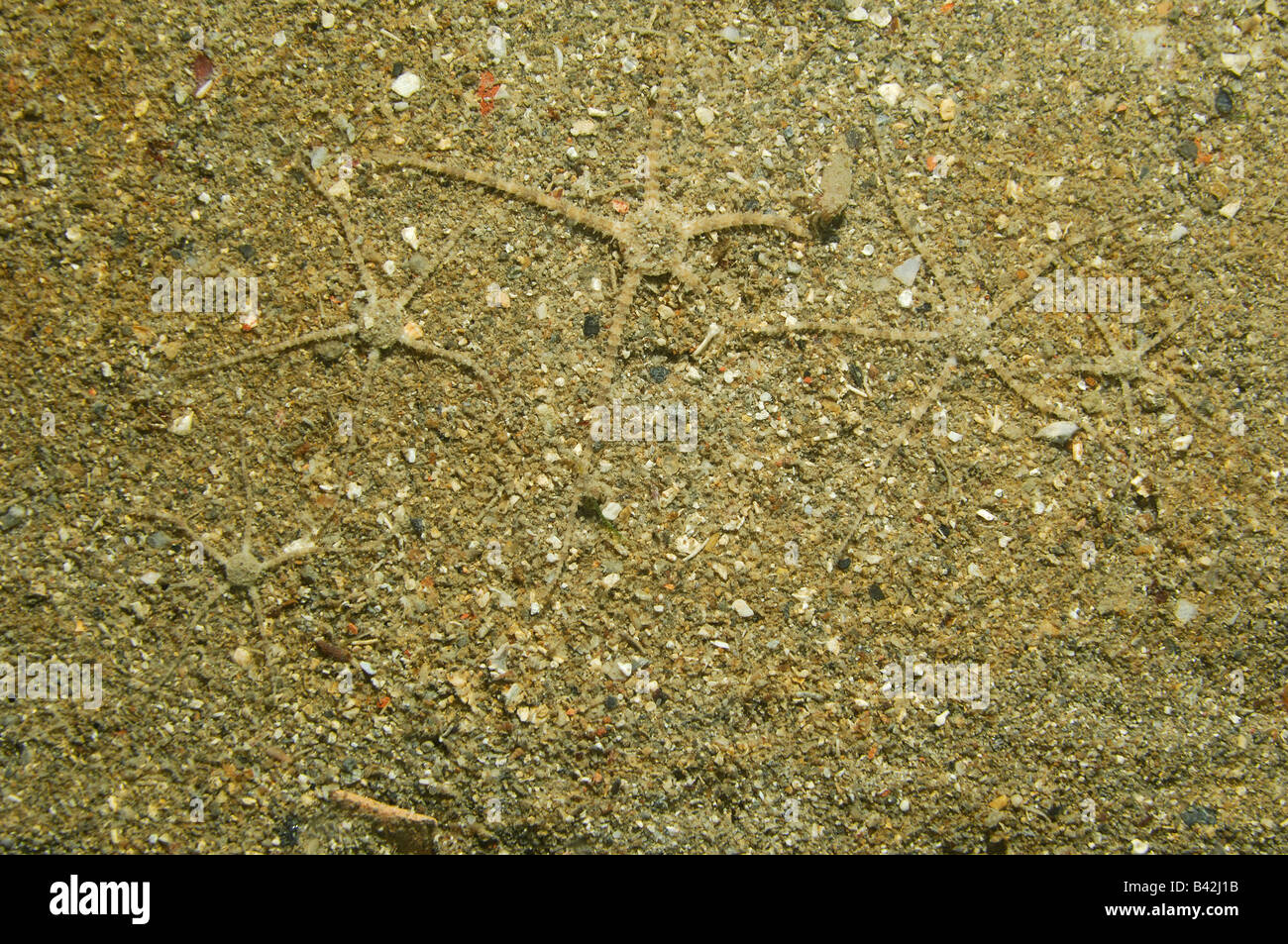 Camouflaged Brittle Stars Ophiuroidea Piran Adriatic Sea Slovenia Stock