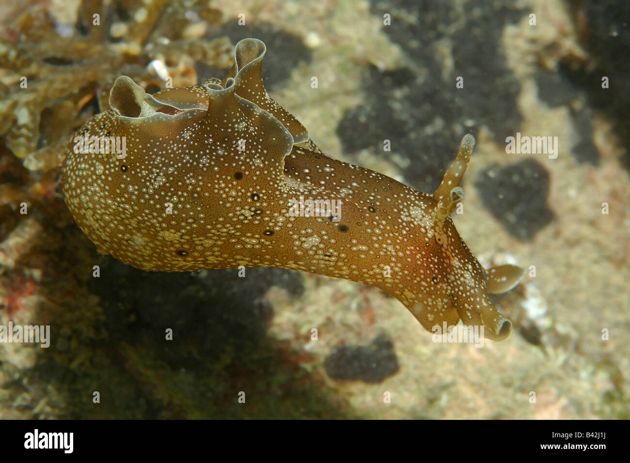 Sea Hare Aplysia rosea Piran Adriatic Sea Slovenia Stock Photo