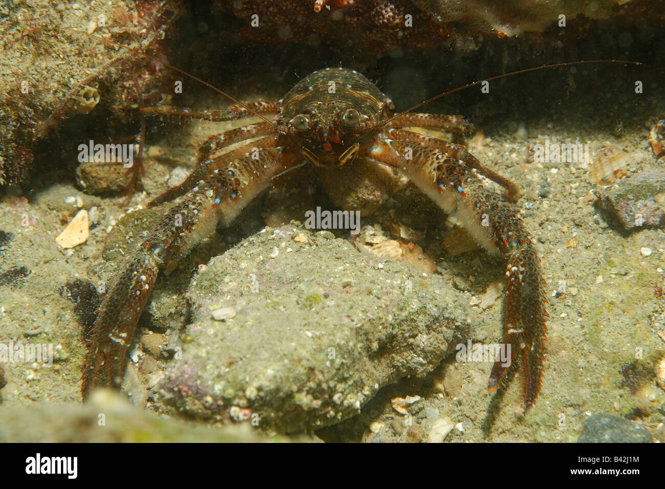 Squat Lobster Galathea squamifera Piran Adriatic Sea Slovenia Stock Photo