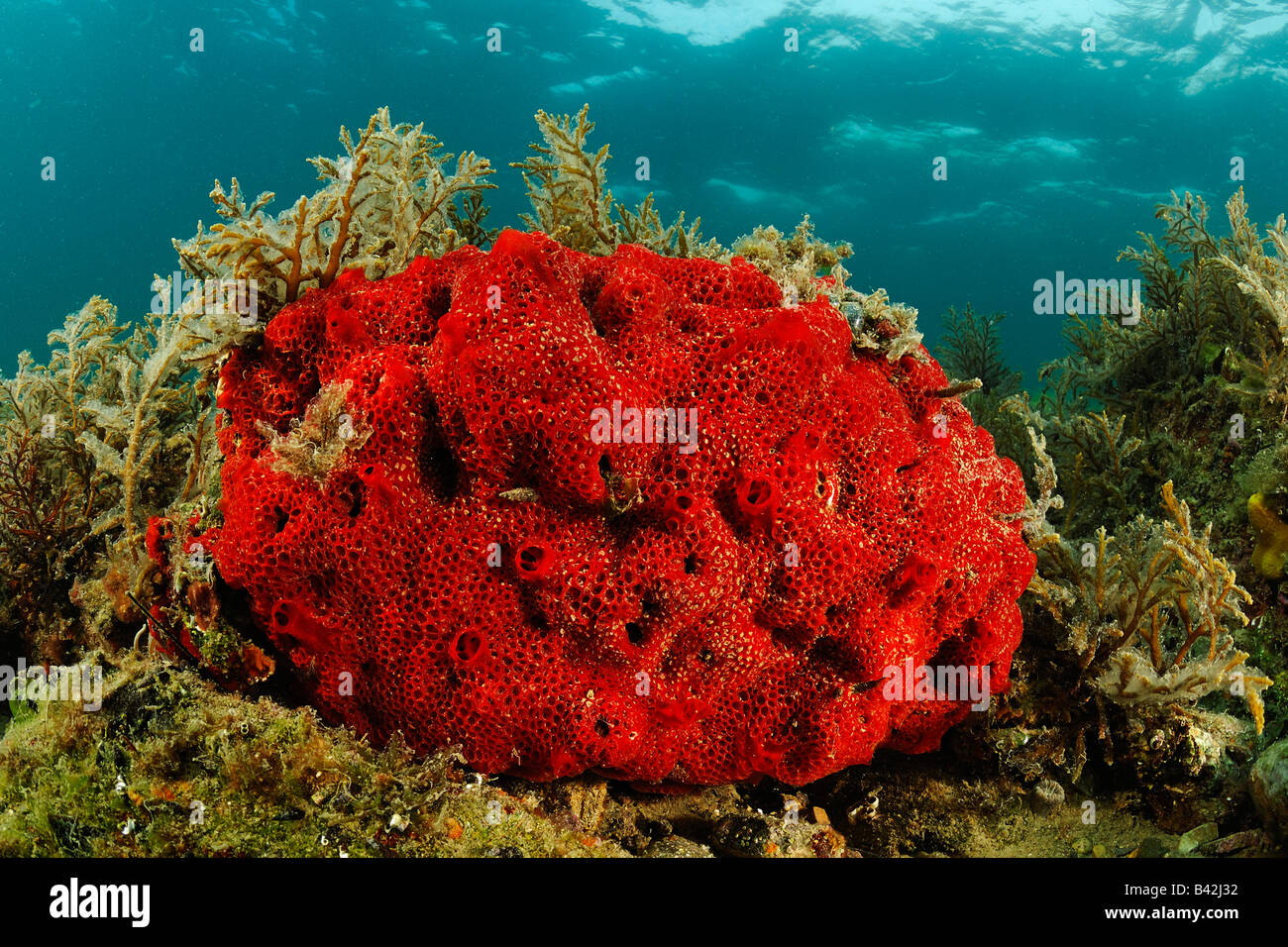 Red Sponge Clathrina Piran Adriatic Sea Slovenia Stock Photo